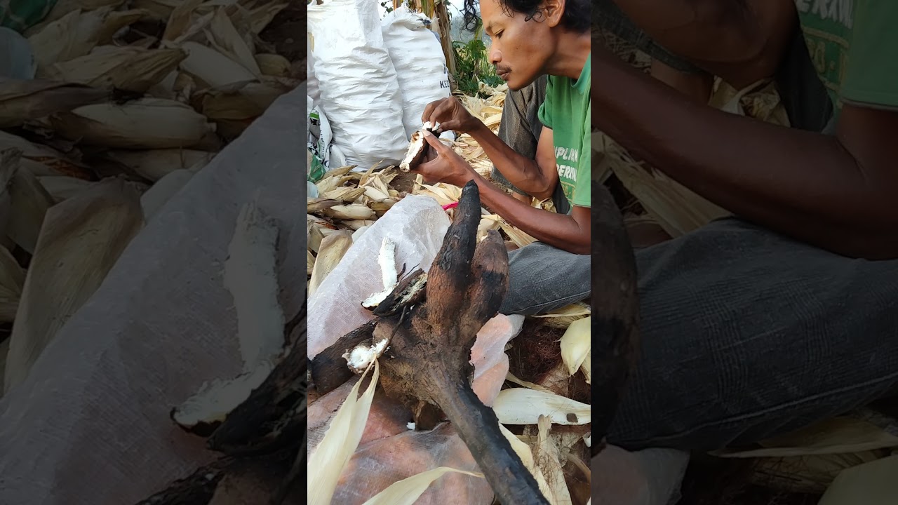 panen jagung nk 212. pak agus tonggo sawah...