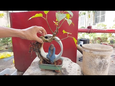 Video TIỂU CẢNH BỒ ĐỀ ĐẠT MA.BONSAI BỎ TÚI. - youtube