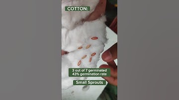 How to grow Cucumbers 🌱 #growyourownfood #grow #gardening #sustainability #urbangardening