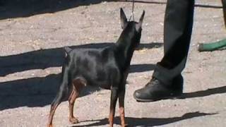 20100926 Выставка Собак КСУ в Северодонецке 26 Сентября 2010 20100926 Выставка Собак КСУ в Северодонецке 26 Сентября 2010