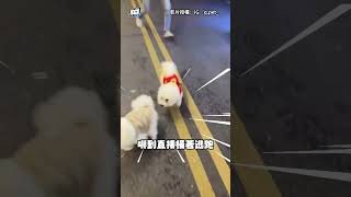 博美遇上熱情比熊「嚇到橫著跑」！飼主在嘲笑與拯救之中...選擇嘲笑地拯救XD #shorts
