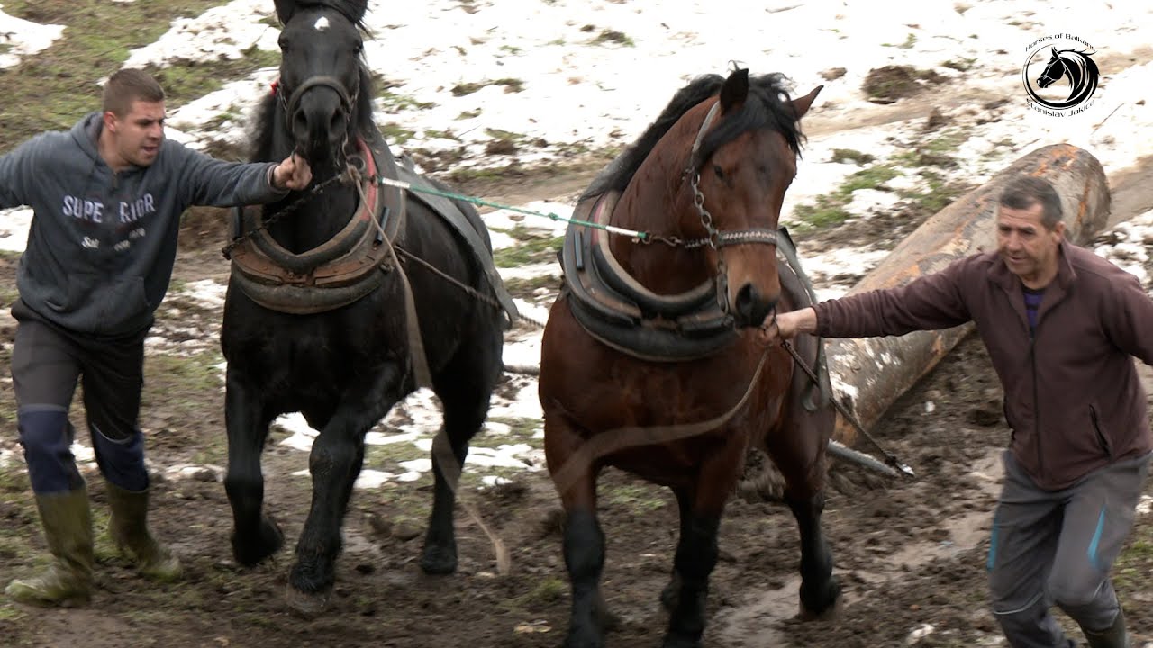 - LJUBAČEVO SPREMNO ZA PRVU ŠTRAPARIJADU SEZONE 02.03.2025. KOD ERAKA I VIŠEKRUNE -