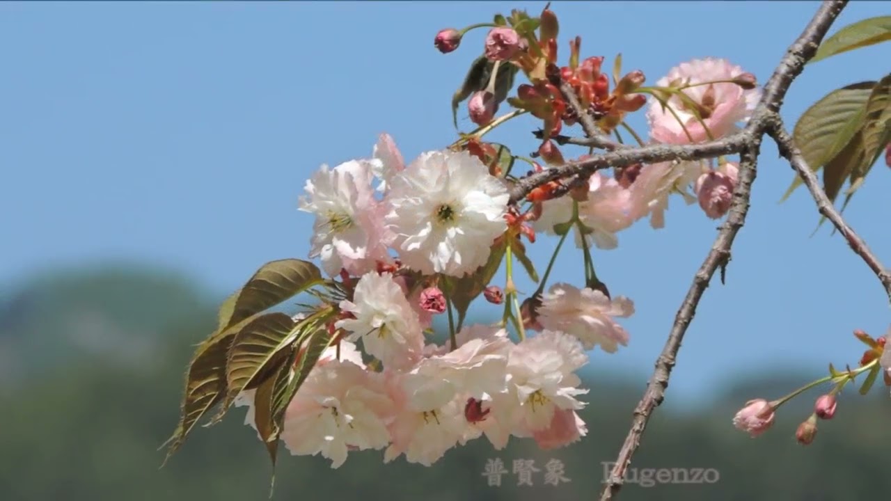 小彼岸桜が終わった後が見頃の八重桜 高遠花の丘公園 Yae Cherry Blossoms At Takanohana Hill Park Youtube