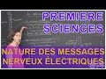 Nature des messages nerveux électriques - Sciences 1ère ES/L - Les Bons Profs