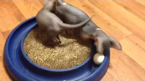 Video 6809961: catteries amazing hairless, kitten playing adorable, black kitten playing