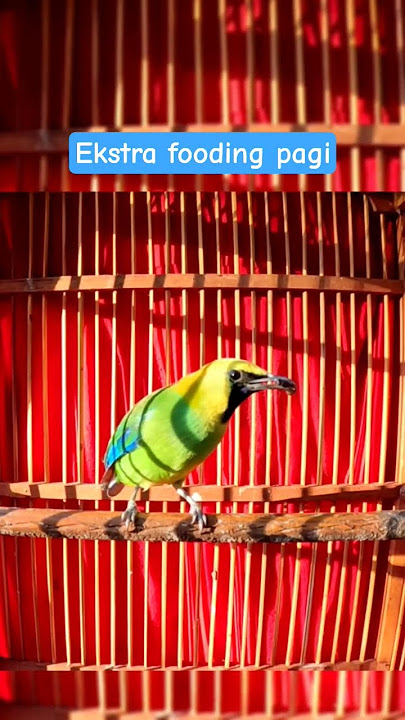 Ekstra fooding pagi #birds #kicaumania #cucakranting