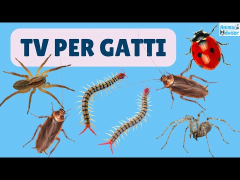 Video: I gatti mangiano gli scarafaggi?