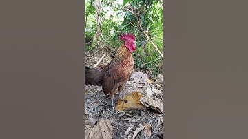 qaib poj dib qaib qus 2025