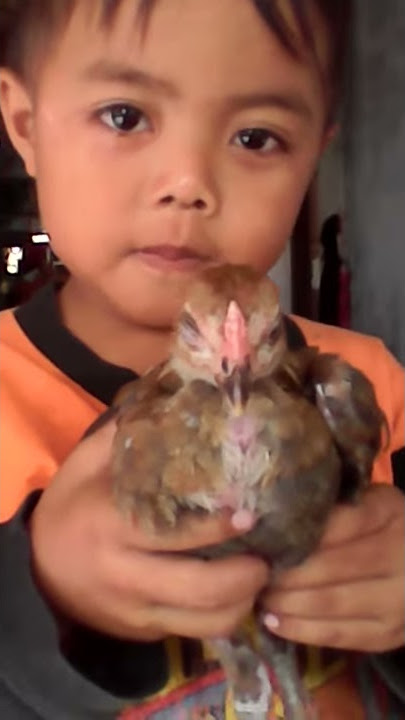Pegang ayam