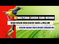 Masteran sogon biar gacor,rajin bunyi & banyak isian