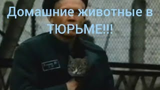 БУ! ДОМАШНИЕ ЖИВОТНЫЕ В ТЮРЬМЕ БУ! ДОМАШНИЕ ЖИВОТНЫЕ В ТЮРЬМЕ