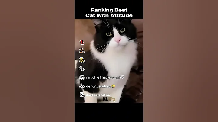 Video 11640691: compilation funny cat cutecat, compilation funnycats cutecats