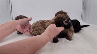 Russian Tsvetnaya Bolonka Puppies  Brenda's Pups 3 28 24