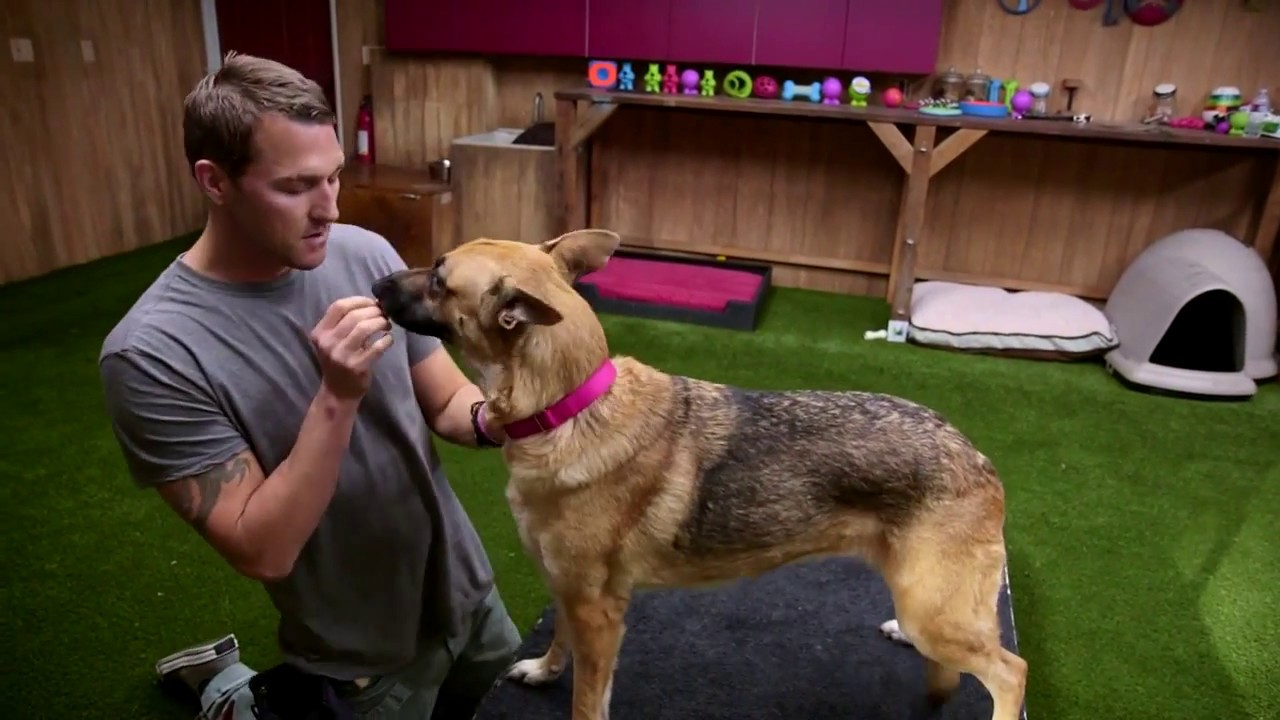 Aggression Testing | Lucky Dog family matters