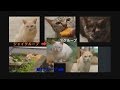 野良猫達の群像