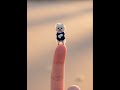 指先で踊って見た#おもしろ動画 #pets #三毛猫 #ai動画 #cat #funny #ポメラニアン #cute