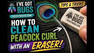 Back to School Fly Tying Tip, Using Erasers to Strip Peacock Herl