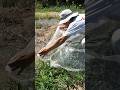 太陽熱ビニール除草 本編はコメント欄から #除草 #ビニール #太陽熱