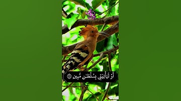 تلاوة هادئة من سورة النمل استمع وارتاح