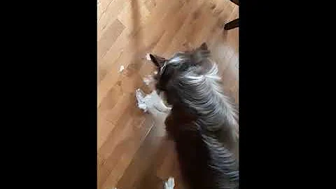 Bubble wrap dog.