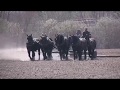 Planting with Horses at Skoien Farm