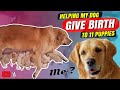 How are puppies born,Golden retriever Dog Giving birth