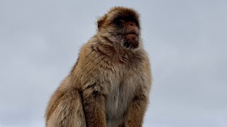 Gibraltar