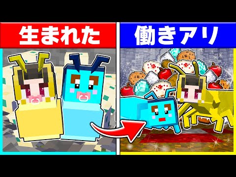 働きアリに生まれた子ども達が生まれてから死ぬまで✨【まいくら/マインクラフト】