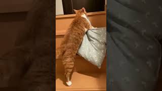 The Ultimate Guide to Captivating Cuteness | Double Tap for More!