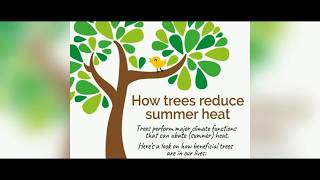 HOW TREES REDUCE SUMMER HEAT | HERE ARE SOME INFORMATION