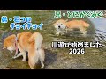 今年も柴犬巨体兄弟の全く違う川遊びが始まりました！