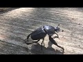 Slow motion footage of a dung beetle taking flight