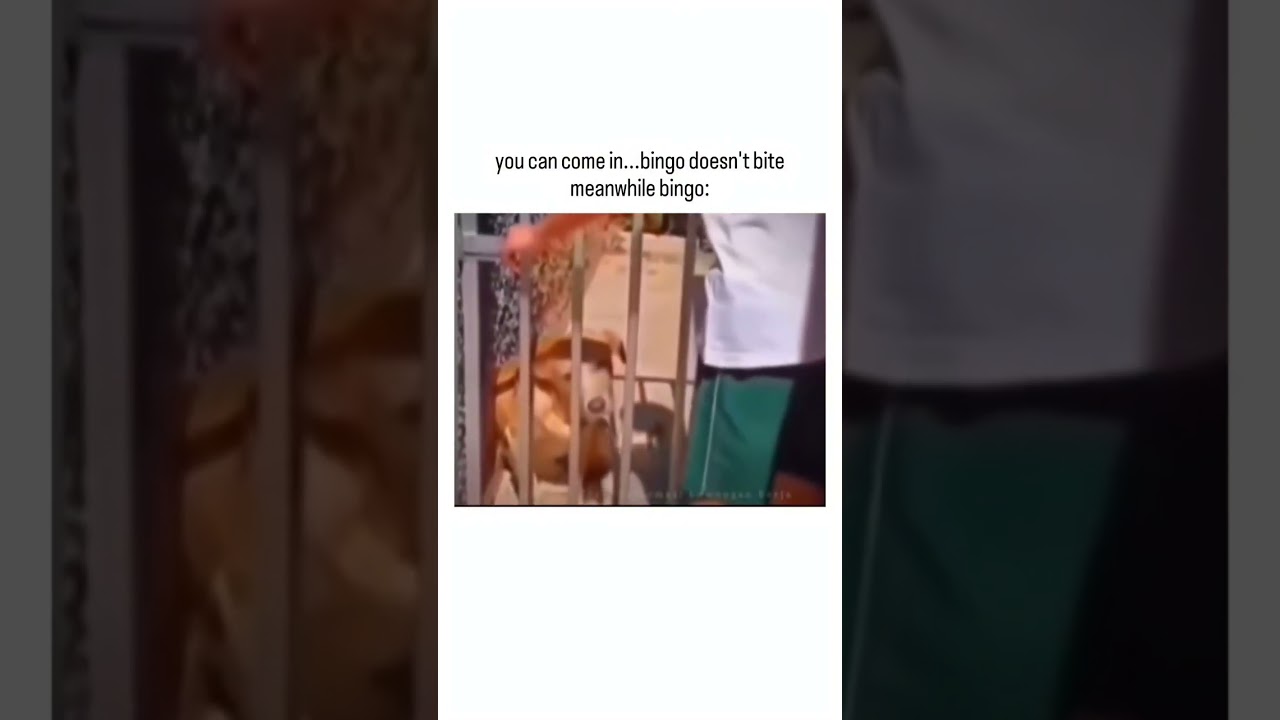 Never trust a dog that looks like this