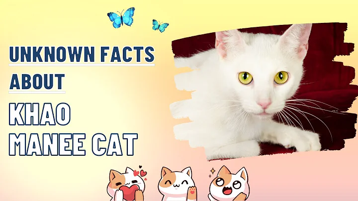 Video 2241901: cats entertainment amazing, manee cat, funniest cutest cats, breed