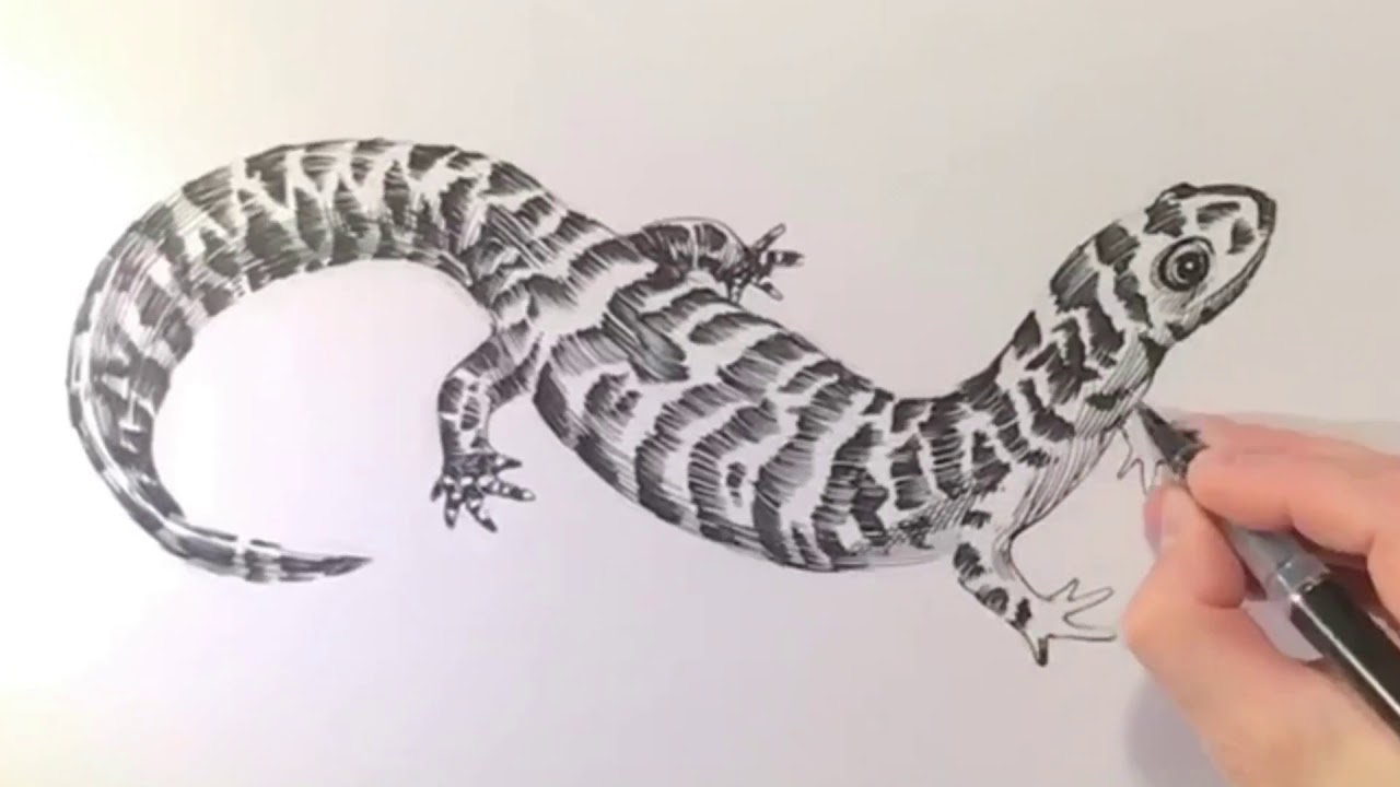 Drawing of a Salamander - YouTube