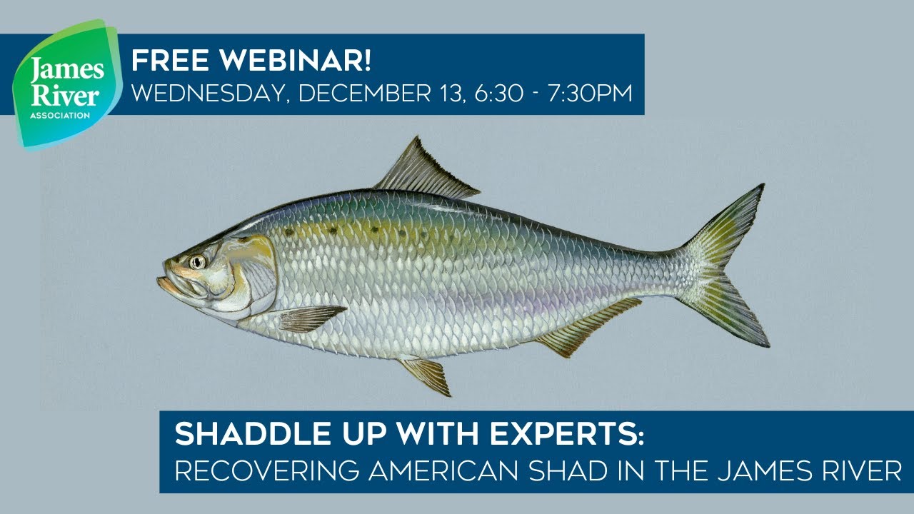 A plan coalesces for shad in Virginia's James River, Fisheries