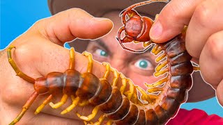 BITTEN by a Giant Asian Centipede! by Brave Wilderness 655,343 views 10 days ago 23 minutes
