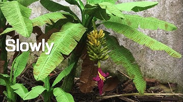 ABC TV | How To Make Banana Tree From Crepe Paper (Slowly) - Craft Tutorial