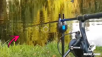 CARP RUN COMPILATION 2021! PART 33!