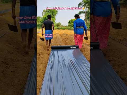 Trending Trend Trendingreels Trendingshorts Viral Viralreels Viralshort Viralshorts Farming 