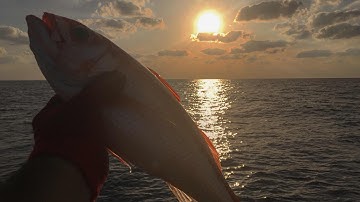 予告動画 新シリーズ Tedo's kitchen 漁師編