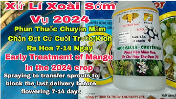 Xử Lí Xoài Sớm Vụ 2024, Phun Thuốc Chuyển Mầm Chặn Đọt Trước Kích Ra Hoa 7-14 Ngày | VTK.CHANNEL