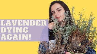 Why Lavender is DYING | Lavender problems