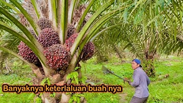 Panen sawit pokok rendah || terlalu over buah nya