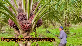 Panen sawit pokok rendah || terlalu over buah nya