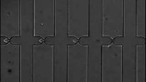 Microfluidic Single Cell Arraying