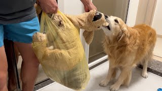 [Kdog life] Retriever's favourite doll has torn apart during the tug game