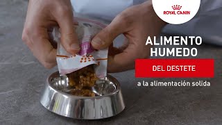 Destete de los gatitos: del alimento líquido al sólido | Royal Canin