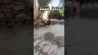 #aseel #aseelchicken #royalaseel #aseelfarming #farmvlog #viralvideo