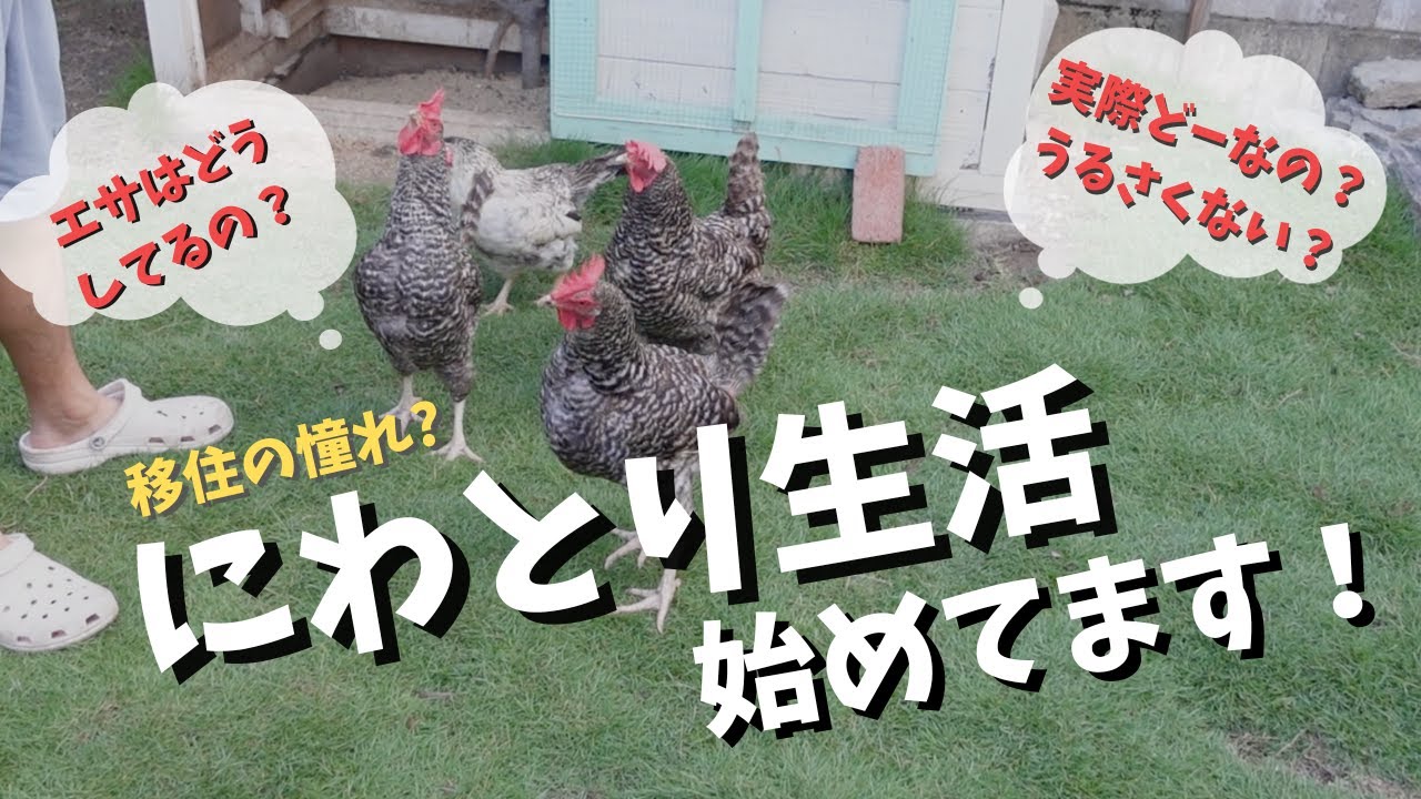 お庭でにわとりを放し飼い！卵収穫、エサ作り、にわとりとの暮らしぶりについて【移住生活】